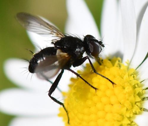 Réf. 281 470 : Phania funesta
